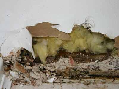 About Ellington CT Mold Remediation Pros - mold remediation experts in Ellington